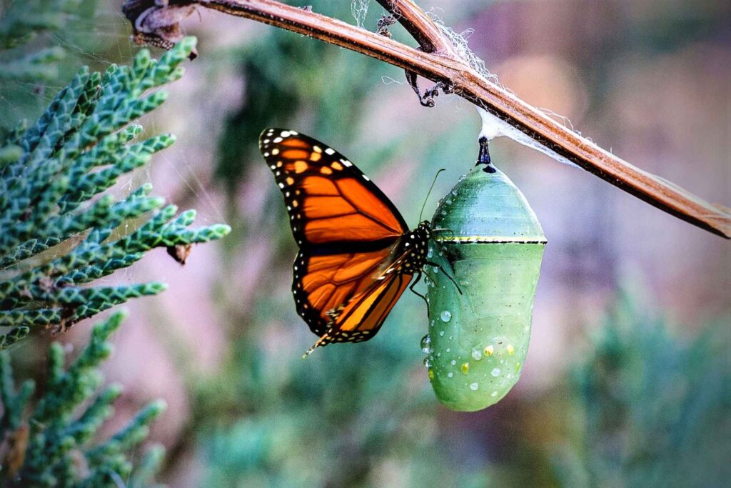 imagen de una mariposa posada en un capullo